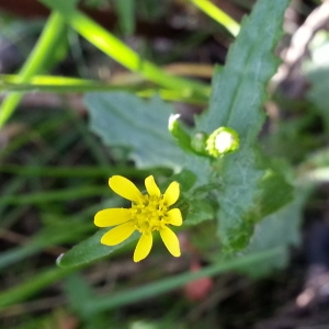 Photographie n°1212552 du taxon Senecio lividus L. [1753]