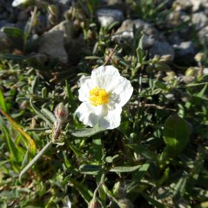 Photographie n°1212617 du taxon Helianthemum apenninum (L.) Mill. [1768]