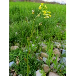 Camelina pilosa (DC.) Vassilcz. (Caméline poilue)