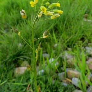 Photographie n°1212843 du taxon Camelina sativa subsp. pilosa (DC.) N.W.Zinger [1908]