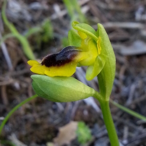 Photographie n°1215939 du taxon Ophrys lutea subsp. corsica (Soleirol ex G.Foelsche & W.Foelsche) Kreutz [2007]