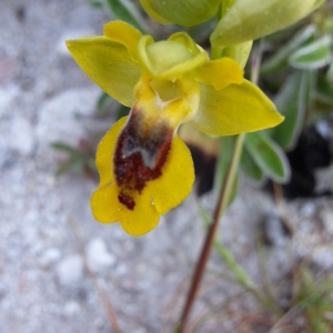 Photographie n°1215943 du taxon Ophrys lutea subsp. corsica (Soleirol ex G.Foelsche & W.Foelsche) Kreutz [2007]