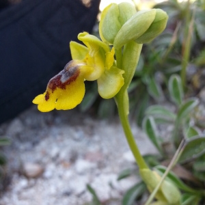 Photographie n°1215945 du taxon Ophrys lutea subsp. corsica (Soleirol ex G.Foelsche & W.Foelsche) Kreutz [2007]