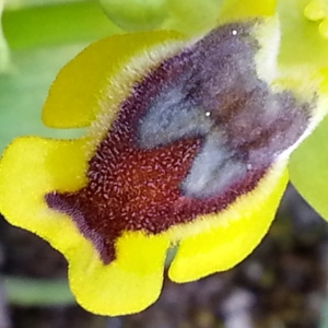 Photographie n°1215946 du taxon Ophrys lutea subsp. corsica (Soleirol ex G.Foelsche & W.Foelsche) Kreutz [2007]