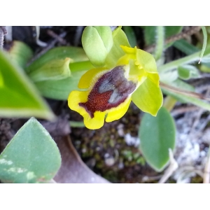Ophrys lutea subsp. corsica (Soleirol ex G.Foelsche & W.Foelsche) Kreutz