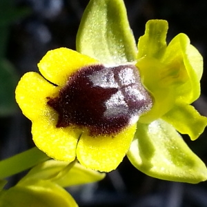 Photographie n°1215947 du taxon Ophrys lutea subsp. corsica (Soleirol ex G.Foelsche & W.Foelsche) Kreutz [2007]