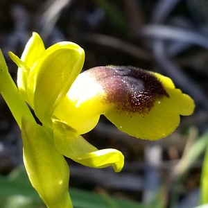 Photographie n°1215949 du taxon Ophrys lutea subsp. corsica (Soleirol ex G.Foelsche & W.Foelsche) Kreutz [2007]
