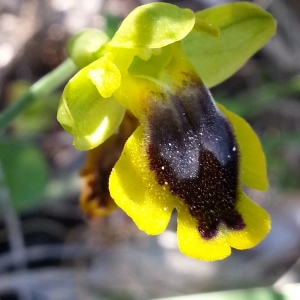 Photographie n°1215951 du taxon Ophrys lutea subsp. corsica (Soleirol ex G.Foelsche & W.Foelsche) Kreutz [2007]