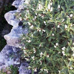 Photographie n°1216008 du taxon Astragalus terraccianoi Vals. [1994]