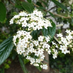 Photographie n°1216617 du taxon Viburnum rhytidophyllum Hemsl. [1888]