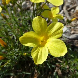 Photographie n°1217757 du taxon Linum campanulatum L. [1753]