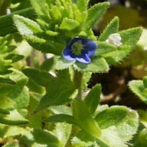 Photographie n°1218388 du taxon Veronica arvensis L. [1753]