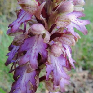 Photographie n°1218575 du taxon Himantoglossum robertianum (Loisel.) P.Delforge [1999]