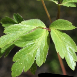 Photographie n°1218631 du taxon Anemone nemorosa L. [1753]