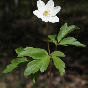 Photographie n°1218640 du taxon Anemone nemorosa L. [1753]