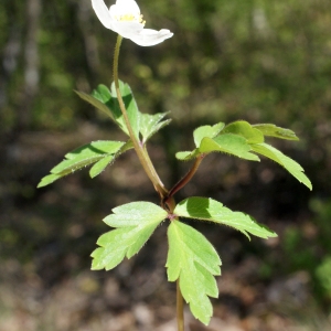 Photographie n°1218645 du taxon Anemone nemorosa L. [1753]