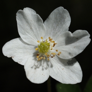 Photographie n°1218646 du taxon Anemone nemorosa L. [1753]