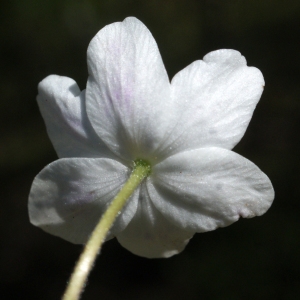 Photographie n°1218654 du taxon Anemone nemorosa L. [1753]