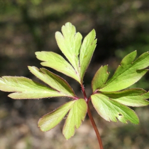 Photographie n°1218661 du taxon Anemone nemorosa L. [1753]