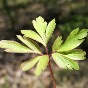 Photographie n°1218667 du taxon Anemone nemorosa L. [1753]