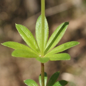 Photographie n°1218736 du taxon Galium odoratum (L.) Scop. [1771]