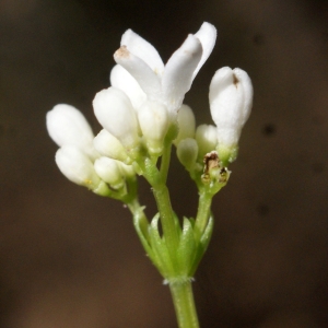 Photographie n°1218760 du taxon Galium odoratum (L.) Scop. [1771]