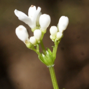 Photographie n°1218763 du taxon Galium odoratum (L.) Scop. [1771]