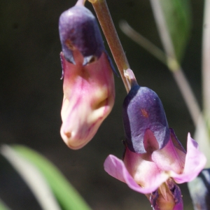 Photographie n°1218797 du taxon Lathyrus linifolius (Reichard) Bässler [1971]