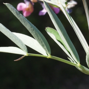 Photographie n°1218802 du taxon Lathyrus linifolius (Reichard) Bässler [1971]