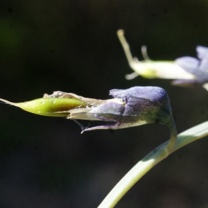 Photographie n°1218819 du taxon Lathyrus linifolius (Reichard) Bässler [1971]