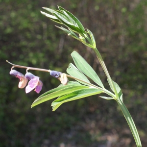 Photographie n°1218825 du taxon Lathyrus linifolius (Reichard) Bässler [1971]