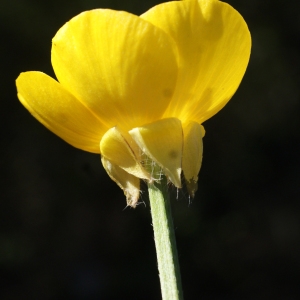 Photographie n°1218841 du taxon Ranunculus bulbosus L. [1753]