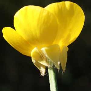 Photographie n°1218842 du taxon Ranunculus bulbosus L. [1753]