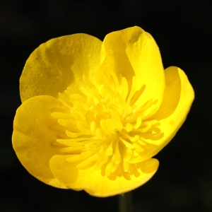 Photographie n°1218846 du taxon Ranunculus bulbosus L. [1753]