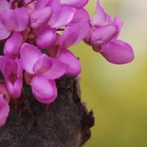 Photographie n°1219811 du taxon Cercis siliquastrum L. [1753]