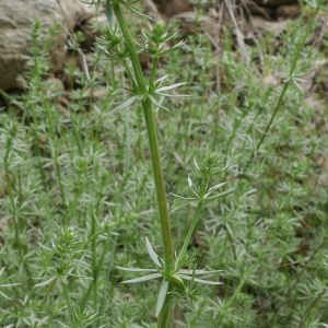 Photographie n°1219857 du taxon Galium corrudifolium Vill. [1779]