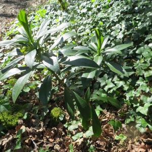 Photographie n°1221632 du taxon Daphne laureola subsp. laureola