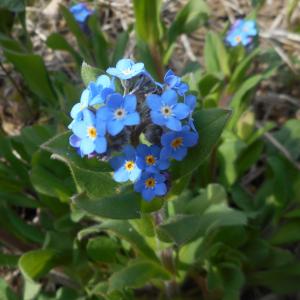  - Myosotis sylvatica Hoffm. [1791]