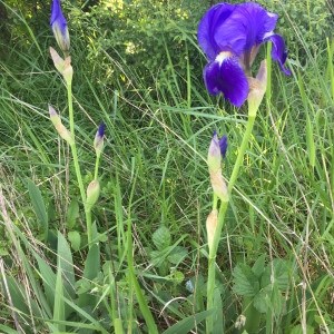 Photographie n°1225599 du taxon Iris germanica L. [1753]