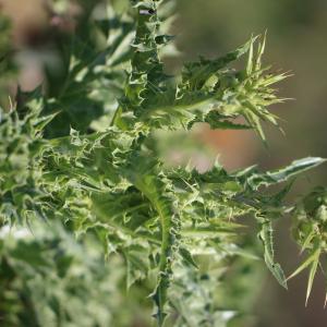 Photographie n°1225884 du taxon Silybum marianum (L.) Gaertn. [1791]