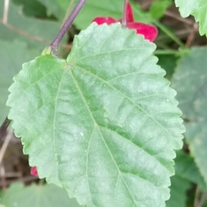  - Abutilon megapotamicum (A.Spreng.) A.St.-Hil. & Naudin [1842]