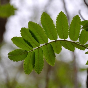 Photographie n°1226244 du taxon Sorbus aucuparia L. [1753]