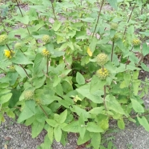 Photographie n°1227008 du taxon Phlomis fruticosa L. [1753]