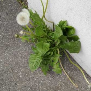 Photographie n°1227241 du taxon Taraxacum F.H.Wigg. [1780]