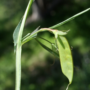 Photographie n°1227636 du taxon Lathyrus cicera L. [1753]