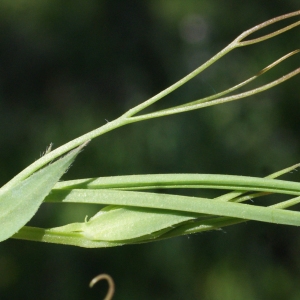 Photographie n°1227644 du taxon Lathyrus cicera L. [1753]