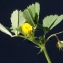  Liliane Roubaudi - Medicago orbicularis (L.) Bartal.