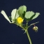  Liliane Roubaudi - Medicago orbicularis (L.) Bartal.