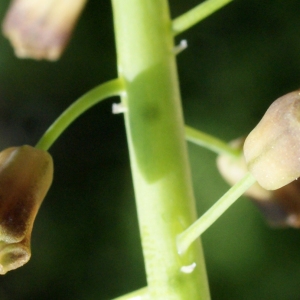 Photographie n°1227717 du taxon Muscari comosum (L.) Mill. [1768]