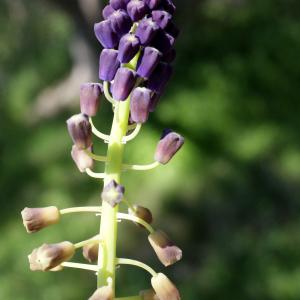 Photographie n°1227725 du taxon Muscari comosum (L.) Mill. [1768]